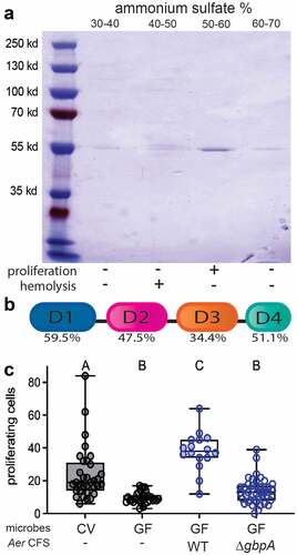 Figure 2. A. veronii gbpA encodes the secreted pro-proliferative factor that stimulates intestinal epithelial cell proliferation. (a0 The major protein constituents of ammonium sulfate fractions of A. veronii CFS separated by SDS-PAGE and visualized with Coomassie Brilliant Blue, with the corresponding proliferation and hemolysis activity of each fraction indicated below. (b) Schematic of the shared domain architecture of A. veronii and V. cholerae GbpA proteins, with the amino acid identity indicated for each of the four protein domains. (c) Quantification of proximal intestinal epithelial cell proliferation in 8 dpf CV larvae and 8 dpf GF larvae untreated or exposed from 6 dpf to CFS from WT or ∆gbpA A. veronii. Boxplot whiskers represent range. Groups with different letter designations are statistically different with a p value of < 0.05 whereas groups with the same letter are not significantly different.