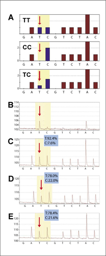 Figure 3.  Determination of allele frequencies of the A2M gene single nucleotide polymorphism (SNP) rs226379 in pooled genomic DNA. The sequence around SNP rs226379 was analyzed by the Pyrosequencing of a single sample containing pooled genomic DNA. (A) Theoretical histograms for the genotypes determined by SNP rs226379. The positions of the bases informative for the SNP are highlighted. (B) Pyrogram of a blank control experiment of single-stranded template without sequencing primer. (C) Pyrogram obtained using the standard protocol. (D) Pyrogram obtained using the α-2-macroglobulin (A2M) blOligo (blocking oligonucleotide). (E) Pyrogram using ddCMP-modified template. Red arrows indicate allele-specific base. The blue insets show the allele frequencies calculated from the peak heights.