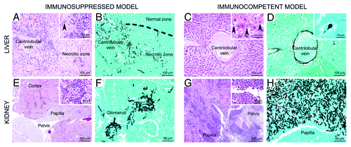 Figure 4. Comparison of histopathologic lesion profiles between immunocompetent and immunosuppressed mice. Organs were collected between 45 and 69 h after infection for immunosuppressed mice and between day 8 and day 11 for immunocompetent mice. Liver: In the immunosuppressed model, marked zonal hepatitis characterized by (A) centrilobular necrosis and neutrophil infiltration, centered on a centrilobular vein and second extending to blood vessel wall (inset, arrowhead) and parenchyma. (B) Numerous intralesional hyphae were observed. In the immunocompetent model (C), no inflammation is detected and the lesions were only characterized by centrilobular necrosis, with hepatocytes displaying hypercondensed (pycnosis) or fragmented (karyorrhexis) nuclei (inset, arrowheads). (D) Rarely conidia were observed in the cytoplasm of Kupffer cells (inset). Kidney: in the immunosuppressed model, (E) lesions centered on cortical glomeruli and were characterized by neutrophil infiltration (inset) associated with (F) A. fumigatus hyphae. In the immunocompetent model, (G) severe lesions centered on the pelvis and the papilla, characterized by a massive neutrophil and macrophage infiltration (inset), associated with (H) a very high density of fungal hyphae. (A, C, E, G) HE staining. (B, D, F, H) Grocott staining.