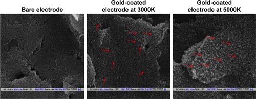 Figure 3 Scanning electron micrograph of SPE, before and after electrodeposition of gold (at 3000K and 5000K magnification).Notes: After electrodeposition, spherical GNPs are visible on the electrode surface while bare electrode presents a rough surface. Red arrows point to representative GNPs deposited on the SPE surface.Abbreviations: SPE, screen-printed electrodes; GNPs, gold nanoparticles.