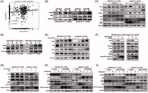 Figure 5. HGF/c-Met signaling in autophagy and proliferation of heat-treated residual HCC cells. (A) The correlation analysis between MAPK1 (ERK2) and CyclinD1 expression in HCC data from TCGA. c-Met phosphorylation (at tyrosine residues 1234 and 1235) and ERK1/2 phosphorylation of heat-treated (47 °C for 10 min) residual HCC cells under ischemic (1% FBS) condition were significantly up-regulated by HSC-CM (B) or HGF in time and dose-dependent manners (D, E). Addition of c-Met inhibitor (PHA, 0.1 μM) or U0126 (25 μM) reversed the HSC-CM- (C) or HGF-mediated (F, G) alterations of c-Met and ERK1/2 phosphorylation, CyclinD1, cleaved caspase-3, autophagic protein (LC3-II, P62, ATG5 and Beclin1). ATG5- (H) or Beclin1-knockdown (I) suppressed heat-treated (47 °C for 10 min) residual HCC cells under ischemic (1% FBS) condition in response to HGF (0, 2, 10 ng/mL), as indicated by the alterations of LC3-II, P62, cleaved caspase-3 and bcl-2.