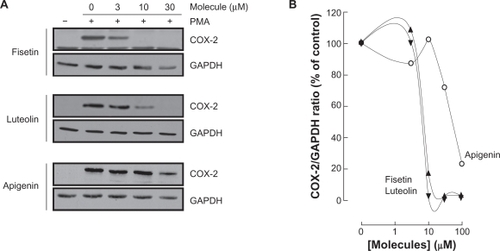 Figure 6 Dose-dependent inhibition of COX-2 expression by fisetin, luteolin, and apigenin. HBMEC were serum-starved in the presence of various concentrations of fisetin, luteolin, and apigenin in combination with vehicle or 1 μM PMA for 18 hours. A) Lysates were isolated, electrophoresed via SDS-PAGE, and immunodetection of COX-2 and GAPDH performed as described in the Materials and Methods section. B) Scanning densitometry of COX-2 expression was only performed in PMA-treated cells since no COX-2 was detectable in vehicle-treated cells. Densitometric data of a representative blot out of three is shown.