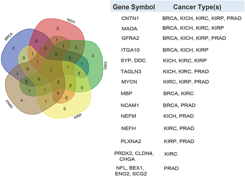 Figure 2. Differential expression patterns of known downregulated neuroendocrine cancer genes across cancer types reported in TCGA. Venn diagram depicting the neuroendocrine genes that are significantly downregulated (FDR <0.05) in different TCGA cancer types (PRAD, BRCA, KICH, KIRC, and KIRP) compared to normal samples. The table (right panel) indicates the genes that are significantly downregulated according to the cancer type.