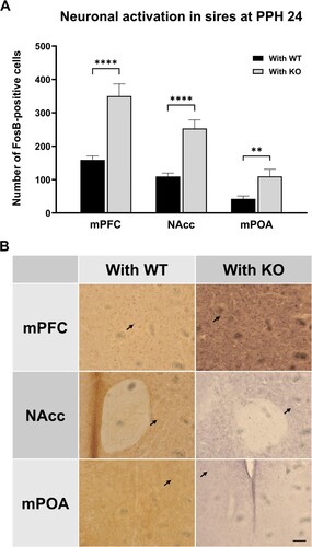 Figure 6. Increased neural activity in relevant brain regions of sires paired with KO dam. (A) Number of FosB-positive cells (counts per square mm from each section) in the medial preoptic area (mPOA), nucleus accumbens (NAcc) and medial prefrontal cortex (mPFC) of sires paired with WT dam (With WT, black) and those paired with KO dam (With KO, gray) at PPH 24. (B) Representative images of FosB immunohistochemistry for the six groups from (A). Arrows indicate the stained cells representing those included in the counts. Calibration bar is 100 µm. All values are Mean ± SEM. **p < 0.01, ****p < 0.0001.