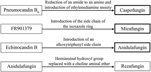 Figure 1. Echinocandin precursors and their structural modifications resulting in the three representatives approved for clinical use (bold boxes), rezafungin is under phase III clinical trials.