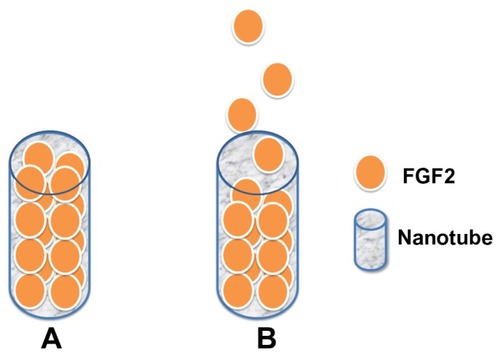 Figure 10 Pattern of nanotube-based FGF2 control release system: (A) initial stage, (B) in culture medium, FGF2 is gradually released from the nanotubes.Abbreviation: FGF2, fibroblast growth factor 2.