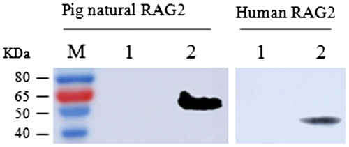 Fig. 7. Western blot analysis of the pig natural RAG2 protein and human RAG2 protein. Pig RAG2 protein and human RAG2 was recognized by the prepared anti-pRAG2 antibodies in the western blot analysis. There is a clear band at the expect site respectively. M: Protein molecular weight marker; lane 1: negative control; left lane 2: the pig natural RAG2 protein; right lane 2: the human RAG2 protein.