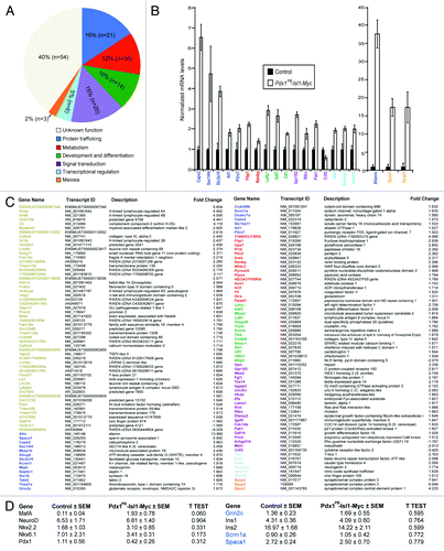 Figure 3. Genome-wide gene expression analysis of 2-mo-old control and Pdx1PB-Isl-1-Myc islets. (A) Diagram summarizes functions of the 135 differentially expressed genes from the gene expression analysis. A 10% False Discovery Rate was used in this analysis. (B) Real-time PCR analysis confirmation of a subset of upregulated genes chosen from the microarray gene list. Bars represent the mean ± SEM. All changes were significant with p value < 0.05. (C) List of genes that are differentially expressed in the microarray study. (D) Additional genes evaluated by real-time PCR in islets of control and Pdx1PB-Isl-1-Myc mice.