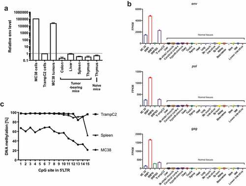 Figure 5. p15E-containing AKV proviral genome is actively expressed in tumor cell lines due to epigenetic dysregulation.