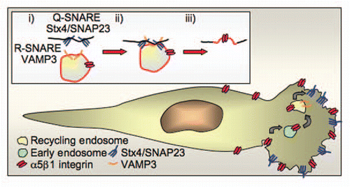 Figure 2 The SNARE complex Stx4/SNAP23/VAMP 3 regulates incorporation of recycling endosome membrane into lamellipodia. (A) The R-SNARE VAMP3 on the recycling endosome forms a complex with its cognate partner Q-SNARE complex Stx4/SNAP23 on the cell surface to mediate incorporation of the recycling endosome membrane in the leading edge. (B) Integrin α5β1 (the fibronectin receptor) is endocytosed from the cell surface and trafficked through the early endosome to the VAMP3-positive recycling endosome. Integrin α5β1 is then recycled to the leading edge through the incorporation of the recycling endosome membrane at the leading edge, this not only delivers the cargo integrin to the leading edge but also adds extra membrane for expansion of the lamellipodia. Stx4/SNAP23 translocates to the leading edge in migrating cells where it acts as the surface Q-SNARE that partners VAMP 3 to regulate incorporation of recycling endosome membrane.