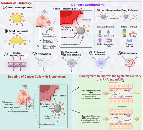 Figure 7 Comprehensive Overview of Nanotechnology in Cancer Therapy and Systemic Delivery of Therapeutic Molecules. Modes of Delivery illustrates various nanomaterials utilized for cancer therapy delivery systems: (A) Gold nanospheres and (B) Gold nanorods showcasing their potential as carriers due to their stability and ability to be functionalized with targeting moieties, (C) Carbon nanotubes, known for their high aspect ratio, allowing them to penetrate cells effectively. (D) Nanogels: Highlighted as hydrogel nanoparticles, showcasing their capacity for encapsulating drugs and releasing them in response to specific tumor microenvironment conditions, (E) Polymeric Nanoparticles: Illustrated as versatile carriers for drug delivery, capable of being engineered to enhance biocompatibility and targeting efficiency, (F) Polymeric Micelles: Demonstrated as nanoscale assemblies useful for solubilizing hydrophobic drugs and targeting tumor sites effectively, (G) Liposomes: Presented as spherical vesicles that encapsulate drugs, offering a biocompatible and efficient delivery mechanism.Citation15 Created with BioRender.com.