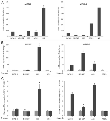 Figure 1. Analysis of MIR941 and MIR1247 expression in gastric cancer cell lines. (A) Quantitative RT-PCR analysis of expression pattern of pri-MIR941 and pri-1247 in gastric cancer cell lines (KATO III, NCI-N87, AGS, and AZ521) and normal stomach tissues (NG). (B) Expression analysis of miRNAs in gastric cancer cells with 5-aza-dC treatment. RT-PCR was performed to assess pri-miRNAs levels in gastric cancer cell lines (KATO III, NCI-N87, AGS, and AZ521) before and after treatment with 5 μM 5-aza-dC for 72hrs. Dark gray bar indicate 5-aza-dC treatments. (C) Expression of mature MIR941 and MIR1247 in gastric cancer cells with 5-aza-dC treatment. RT-PCR was performed to assess mature miRNAs levels after treatment with 5 μM 5-aza-dC for 72 h. Dark gray bars indicate 5-aza-dC treatments. Relative pri-mRNAs levels are shown as mean ± standard deviation of three independent experiments. *Indicates significant increase in pri-miRNA expression after 5-aza-dC treatment (*P < 0.05).