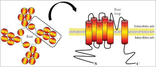 Figure 4. Schematic Structure of a TRP Channel Subunit. In general, TRP channels are composed of 4 identical or similar subunits, each consisting of 6 transmembrane segments with the cation pore between segments 5 and 6.