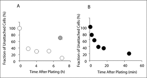 Figure 3. Kinetics of cell attachment.Fraction of unattached cells as a function of plating time. (A) Longer periods after plating, between 0–8 h. (B) Shorter periods up to 1 h after plating. Grey circle indicates the fraction of cells that survived a prolonged time in isolation mixture without being plated onto poly-L-ornithine-coated dishes. Samples were taken during the incubation, and cells were counted on a Hy-Lite Hemacytometer (0.1 mm deep; Hausser Scientific, Horsham, PA, USA).