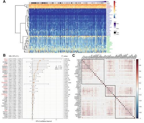 Figure 1 Construction of ICGs and its prognostic value for colorectal cancer in the TCGA cohort. (A) A heatmap delineated the expression of ICGs in CRC on TCGA dataset. Red: high expression groups, green: medium expression groups; Blue: low expression groups; (B) The expression of 13 ICGs associated with CRC prognosis; (C) Correlation analysis of ICGs expression level. Explanation: We only offer the gene pairs with significant correlation test, meanwhile the blank indicated that the correlation test was not significant (Data are plotted as mean ± SD. *P<0.1, **P<0.05, ***P<0.01).