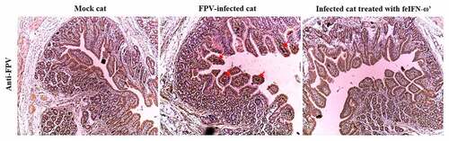Figure 9. The presence of viral antigen in the intestinal tract of the cats from each group was detected on day 10 after feIFN-ω’ treatment by IHC assay using mouse anti-FPV VP2 polyclonal antibody as the primary antibody and HRP-conjugated goat anti-mouse IgG antibody as the secondary antibody.