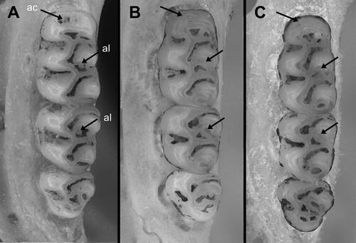 Figure 6. Upper molar series of A: Oecomys jamari sp. nov. (UFROM619); B: Oecomys bicolor (southern lineage; UFMT 4316) and C: Oecomys cleberi (north-central lineage; UFMT 4111). Abbreviations: ac, anterior cingulum; al, accessory loph of paracone.