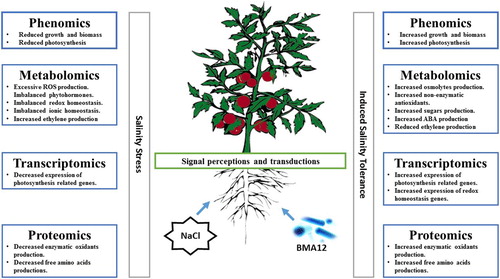 Figure 5. Possible mechanisms of induced salinity tolerance in tomato plants mediated by Bacillus megaterium strain A12 (BMA12).