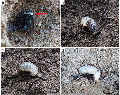Figure 4. Oxybelus trispinosus. (a) Egg laid on a prey flay; (b–d) Mature larva.