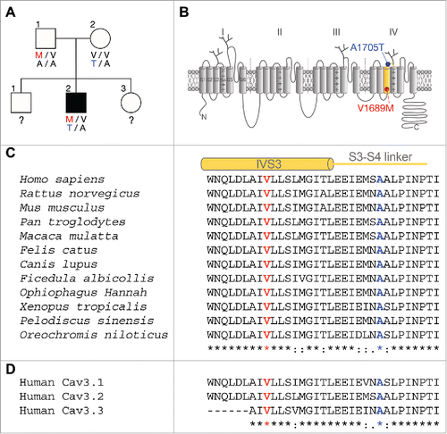 Figure 1. Segregation of V1689M and A1705T hCav3.2 mutations in an ALS case-unaffected-parents trio. (A) Pedigree chart of the ALS case-unaffected-parents trio. Filled and open symbols represent affected and unaffected individuals, respectively. (B) Schematic representation of the Cav3.2 channel showing its organization in 4 membrane domains, each containing 6 transmembrane segments. The V1689M mutation (red) is located in the third transmembrane segment of the domain IV. The A1705T mutation (blue) is located in the extracellular linker connecting segments S3 and S4 of domain IV. (C) Alignment of orthologs and (D) paralogs showing that the valine 1689 (V1689) and the arginine 1705 (A1705) are highly conserved across all species and T-type channel isoforms.