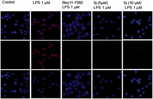 Figure 4. Compound 5j inhibitory effect on nuclear translocation of p65.