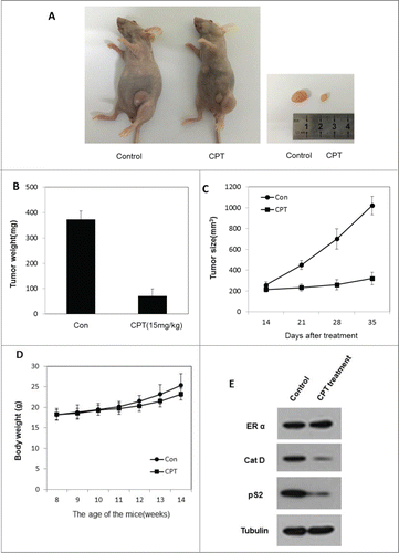 Figure 5. CPT effectively inhibited breast cancer growth in vivo. To test the therapeutic effect of CPT, 1 × 10Citation7 ZR-75-1 cells were injected into the abdominal mammary fat pad of 6-weeks old female BALB/c nude mice after implantation of estrogen pellets for 2 days. After 2–3 weeks, when tumor sizes were approximately 100 mm3, mice were randomly allocated to 2 experimental groups and intraperinoteally injected with control oil or 15 mg/kg CPT every 2 days for 3 weeks. The mice were then sacrificed and the tumors were collected for data analysis. (A and B) CPT inhibited tumor growth in the in vivo ZR-75-1 xenograft model. (C) CPT treatment inhibited ZR-75-1 tumor weights. Data are shown as mean ± SD (n = 6 for each group, P < 0.05). (D) CPT treatments had little effect on mouse body weights. Data are shown as mean ± SD (n = 6 for each group, P < 0.05). (E) CPT treatment inhibited the protein expression of ER target genes, pS2, and Cat D, in the in vivo xenografted ZR-75-1 tumors.