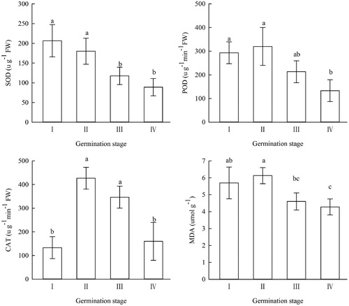 Figure 1. Changes in the MDA content and activity of 3 antioxidant enzymes at different germination stages of A. aphylla seeds (error bars represent standard deviation, n = 3). Bars with different letters are significantly different at P < .05. The X-axis indicates the four stages, stage I is imbibition, stage II is testa rupture, stage III is testa removal, stage IV is elongation.