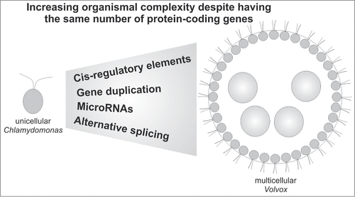 Figure 1. Gene regulatory mechanisms behind the evolution of multicellularity. Model illustrating the role of gene regulatory mechanisms in the evolution of multicellular Volvox from a Chlamydomonas-like ancestor.