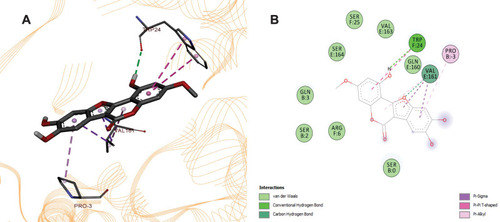 Figure 11 (A) 3D and (B) 2D poses of WDL with B-cell lymphoma-extra large Protein (Bcl-xL) PDB ID: 4TUH.