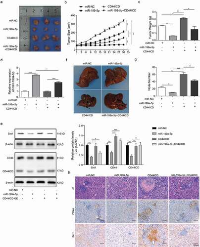 Figure 6. MiR-199a-5p suppressed cSCC xenograft tumor growth and metastasis by targeting CD44ICD activation. (a) The tumor sizes were measured every five days for A431 xenografts treated with miR-199a-5p or CD44ICD overexpression adenoviruses or combination with the two. (b) Observation of the xenograft tumors separated from nude mice after 30-days-treatment as described in A (n = 5). (c) Weights of these xenograft tumors in each group nude mice as described in B (n = 5). (d) Q-PCR analysis for the expression of miR-199a-5p in the tumor tissues as described in B. (e) Western blot analysis for the expression of Sirt1, CD44 and CD44ICD in the tumor tissues as described in B. (f) Observation of the metastatic livers separated from A431 nude mice after 30-days-treatment with miR-199a-5p or CD44ICD overexpression or combination with the two. The arrows showed the metastatic nodules on the surface of liver tissues. (g) Counting of metastatic nodules on the liver surface from the nude mice as described in E. (h) HE staining and CD44, Sirt1 immunohistochemistry analysis of the matastastic liver from the nude mice as described in E (scale bar = 100μm). * p < 0.05, ** p < 0.01, *** p < 0.001.