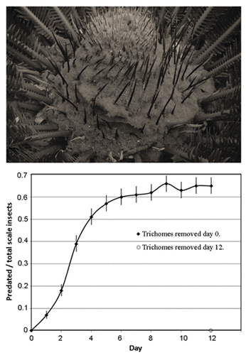 Figure 1. The Cycas revoluta cataphyll complex is adorned with elaborate tufts of trichomes (top). Quotient of Aulacaspis yasumatsui individuals on Cycas revoluta cataphylls that were predated by Rhyzobius lophanthae beetles as a function of days after trichome removal. Mean ± SE (bottom).