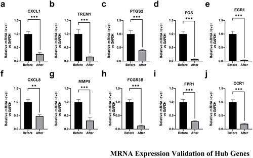Figure 5 RT-qPCR was used to detect the mRNA expression level of the 10 hub genes CXCL1 (a), TREM1 (b), PTGS2 (c), FOS(d), EGR1 (e), CXCL8 (f), MMP9 (g), PCGR3B (h), FPR1 (i), CCR1 (j) in the Hashimoto’s basic treatment group (Before group) versus Hashimoto’s basic treatment combined with vitamin D2 treatment group (After group). **p < 0.01,***p < 0.001.