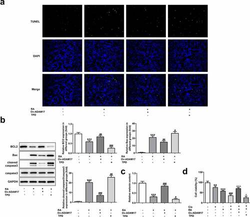 Figure 5. ADAM17 overexpression reverses, whereas ADAM17 inhibition enhances the effect of RA on apoptosis, cellular melanin content and Cis sensitivity of melanoma cells. (a-c), A375 cells overexpressed with ADAM17 or not were exposed to RA or TPD or RA+TPD co-treatment, then cell apoptosis was observed by TUNEL staining (a); the expression of proteins involved in apoptosis including Bcl-2, Bax and cleaved-caspase3 was detected by western blot (b); the cellular melanin content was measured (c). ***P < 0.01 vs control group; #P < 0.05, ##P < 0.01 and ###P < 0.001 vs RA group. D, A375 cells were exposed to Cis (8 μM), RA (200 μg/ml), Cis + RA with or without ADAM17 overexpression, or Cis + RA + TPD, then cell viability was assessed. **P < 0.05 and ***P < 0.01 vs control group; ###P < 0.001 vs RA group; ΔP<0.05 and ΔΔΔP<0.001 vs Cis + RA group