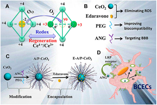 Figure 6 TPP-CeO2 NPs acted as antioxidants for AD. (A) Formations of oxygen vacancies, cerium(III) and cerium(IV) species in CeO2 NPs. (B) Main roles of components on edaravone-carried and PEG/ANG-conjugated CeO2 NPs (E-A/P-CeO2). (C) Synthetic process for E-A/P-CeO2. (D) ANG-LRP endocytosis of E-A/P-CeO2. Reprinted with permission from Bao Q, Hu P, Xu Y et al. Simultaneous blood-brain barrier crossing and protection for stroke treatment based on edaravone-loaded ceria nanoparticles. ACS Nano. 2018;12(7):6794–6805. Copyright (2018) American Chemical Society.Citation62