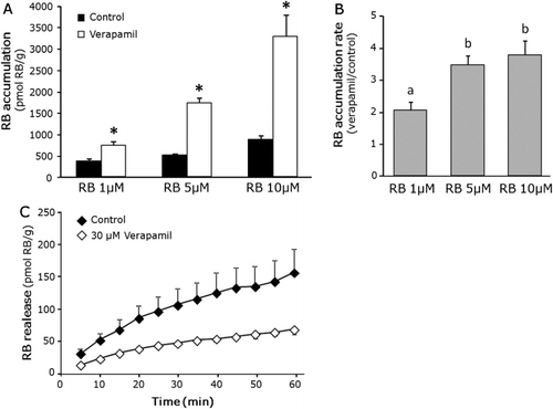 Figure 1 Measurement of MXR activity in Physa acuta snails from Patagonia tested within 24 h of collection. A, The accumulation of RB has been assessed in control snails and after inhibition with 30 µM verapamil at different concentrations of RB in the loading solution. Bars represent standard deviation of the mean (n = 7). The symbol (*) indicates a significant difference (P < 0.05) compared to the control. B, RB accumulation rate (verapamil/control) for the three tested concentrations of RB in the loading solution (n = 7). Bars with the same letter are not significantly different from each other. C, Efflux of RB was performed either in dechlorinated water or in 30 µM verapamil after a loading period of 4 h. Bars represent standard deviation of the mean (n = 4). Data are expressed in picomoles of accumulated/released RB per gramme of entire snail bodyweight.