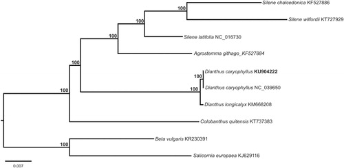 Figure 1. Phylogenetic analysis involved all the chloroplast genome of 10 species using neighbour-joining (NJ) method using MEGA X.
