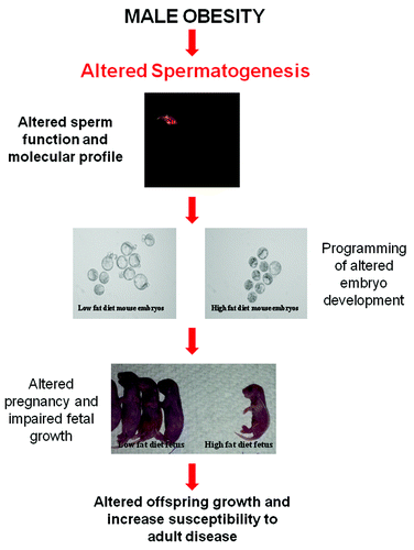 Figure 2. Hypothesis for the effect of male obesity on spermatogenesis and how it impacts offspring health. Paternal obesity in rodents has been shown to negatively impact the metabolicCitation13 and reproductive healthCitation14 of offspring. Sperm are the likely mediator for altering the developmental profile of the embryo,Citation20,Citation26 fetesCitation20,Citation26 and then resultant offspring.Citation13,Citation14,Citation30,Citation31 This change is likely to be molecular in natureCitation99 and resulting from impaired spermatogenesis as a result of the obesity phenotype most likely occurring through changes to acetylation,Citation35 methylation or non-coding RNA status of sperm .