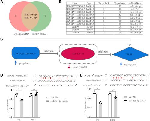 Figure 7 LncRNA4344 (NONRATT004344.2), rno-miR-138-5p, and NLRP3 ceRNA network. (A) miRNAs that are interact with both lncRNA4344 and NLRP3 are shown in the Venn diagram. (B) The table shows the details of the miRNAs targeted by both lncRNA4344 and NLRP3 in the miRDB database. (C) The regulatory relationship map among lncRNA4344, miR-138-5p, and NLRP3. (D) A firefly luciferase reporter containing either wild‐type or mutant lncRNA4344 was cotransfected into A549 cells with miR‐NC or miR‐138-5p mimics. (E). A firefly luciferase reporter containing either wild‐type or mutant NLRP3 was cotransfected into A549 cells with miR‐NC or miR‐138-5p mimics. The luciferase activity of miR‐NC‐transfected cells was supposed to be 1. Each experiment was repeated three times. *p < 0.05; NS, no statistically significant difference.