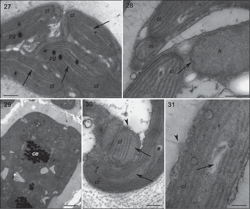 Figs 27–31. Transmission electron microscopy of the GBCE strain of Gracilaria birdiae. Figs 27–29. Individuals exposed to PAR (control). Fig. 27. Chloroplasts of cortical cell with genophore (arrows). Fig. 28. Medullary cells: note nuclear envelope (arrow). Fig. 29. Physodes in the cytoplasm of cortical cell. Figs 30–31. Medullary cells of individuals exposed to PAR+UV-B (0.08 W m–2) during 28 days (3 h per day). Fig. 30. Chloroplasts with separated thylakoids (arrows) and irregular contours (arrowhead). Fig. 31. Chloroplast with separated thylakoid (arrow) and cell wall-producing vesicles (arrowhead). Physodes (ce), chloroplast (cl), mitochondria (m), nucleus (n) and plastoglobuli (pg). Scale bars = 0.5 µm (Figs 27, 28, 30); 2 µm (Fig 29); 0.2 µm (Fig. 31).