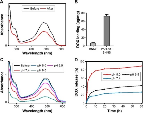 Figure 5 Loading and releasing of DOX. (A) UV–vis spectra of DOX before and after incubation with PAH-cit–BNNS complexes in HEPES buffer. (B) Loading capacity of DOX on BNNS and PAH-cit–BNNS complexes. (C) UV–vis spectra of DOX before and after loading on PAH-cit–BNNS complexes in PBS with different pH values. (D) DOX-release profiles of the DOX@PAH-cit–BNNS complexes at different pH values. Data were presented as mean ± SD (n=3).Abbreviations: BNNS, boron nitride nanospheres; DOX, doxorubicin; PAH-cit, poly(allylamine hydrochlorid)-citraconic anhydride; PBS, phosphate-buffered saline; UV–vis, ultraviolet visible.