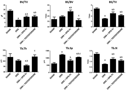 Figure 2. Femoral trabecular microarchitecture analysis: bone volume/tissue volume (BV/TV), bone surface/bone volume (BS/BV), bone surface/tissue volume (BS/TV), trabecular thickness (TbTh), trabecular separation (TbSp), trabecular number (TbN). Three-month-old male Wistar rats: Sham-operated rats (SHAM) and orchidectomized rats (ORX) as baseline and castrated rats treated with 10 mg/kg of OPG–Fc twice weekly (ORX + OPG–Fc) or testosterone cypionate (1.7 mg/kg/once a week) (ORX + testosterone). Data are expressed as mean ± SD with 15 animals/group. Statistical significance: a vs SHAM; b vs ORX; c vs ORX + OPG–Fc. BV/TV: ORX vs SHAM p < .01; ORX + OPG–Fc vs SHAM p < .05; ORX + testosterone vs SHAM p < .05; ORX + OPG–Fc vs ORX p < .05; ORX + testosterone vs ORX p < .05. BS/BV: ORX + OPG–Fc vs SHAM p < .01; ORX + OPG–Fc vs ORX p < .01; ORX + testosterone vs ORX + OPG–Fc p < .001. BS/TV: ORX vs SHAM p < .01; ORX + OPG–Fc vs SHAM p < .05; ORX + OPG–Fc vs ORX p < .05; ORX + testosterone vs SHAM p < .05; ORX + testosterone vs ORX p < .05. TbTh: ORX + OPG–Fc vs SHAM p < .01; ORX + OPG–Fc vs ORX p < .01. TbSp: ORX vs SHAM p < .01; ORX + OPG–Fc vs ORX p < .01; ORX + testosterone vs SHAM p < .05; ORX + testosterone vs ORX p < .05; ORX + testosterone vs ORX + OPG–Fc p < .05. TbN: ORX vs SHAM p < .01; ORX + OPG–Fc vs SHAM p < .05; ORX + OPG–Fc vs ORX p < .05; ORX + testosterone vs SHAM p < .05; ORX + testosterone vs ORX p < .05.