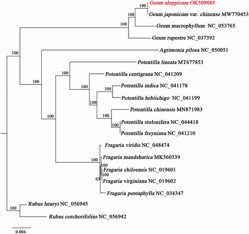 Figure 1. The ML phylogenetic tree was constructed based on 19 species. The bootstrap support values are shown at the branches. GenBank accession numbers are displayed along with the plant binomials.