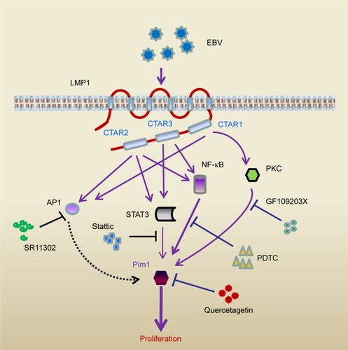 Figure 6 Schematic illustration of the mechanism of LMP1/Pim1 signaling–promoted proliferation in NPC cells.Notes: Based on results from the literatureCitation29 and this study, the mechanism of LMP1-induced Pim1 expression regulating the proliferation of NPC cells is illustrated. EBV encodes transmembrane protein LMP1 in NPC cells, through its C-terminal activation regions 1, 2 and 3 (CTAR1, CTAR2 and CTAR3), LMP1 activates NF-κB, Jak/STAT3, PKC and AP1 signaling. Inhibition of NF-κB, PKC and Jak/STAT3 signaling by its specific blocker attenuates LMP1-enhanced Pim1 expression, while inhibition of AP1 shows no effect on Pim1 expression. Consequently, this upregulated Pim1 promotes NPC cell proliferation, while inhibition Pim1 activity by quercetagetin suppresses cell proliferation.Abbreviations: AP-1, activator protein 1; CTAR, C-terminal activation regions; EBV, Epstein–Barr virus; NF-κB, nuclear factor κB; NPC, nasopharyngeal carcinoma; PDTC, pyrrolidine dithiocarbamate; PKC, protein kinase C; STAT3, signal transducer and activator of transcription 3.