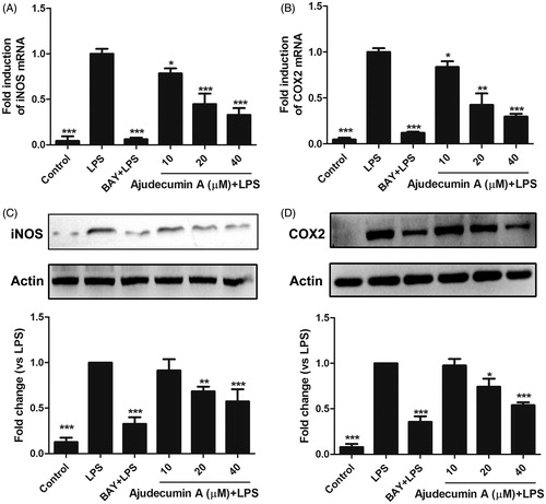 Figure 2. Ajudecumin A inhibited the mRNA and protein expression of iNOS and COX2 in LPS-stimulated RAW264.7 cells. Cells were pre-treated with indicated concentrations of Ajudecumin A and BAY 11-7082 (5 μM) for 2 h before the addition of LPS (0.5 μg/ml) for 24 h. The mRNA levels of iNOS (A) and COX2 (B) were measured by qRT-PCR with GAPDH used as an internal control. All data are represented as mean ± SD, n = 6. (C) Cell lysates were immunoblotted with antibodies against iNOS and COX2. Actin staining is shown as a loading control. Representative image of three independent experiments are shown, and the quantitative results are depicted. All data are represented as mean ± SD, n = 3. *p < 0.05, **p < 0.01, ***p < 0.001 vs. LPS control.