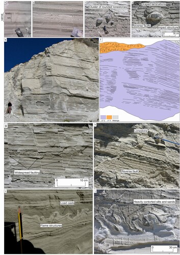 Figure 5. Characteristics of LF 2: (a) coarse and fine grained rhythmite cosets forming repeating couplets and showing strongly developed internal horizontal stratification or lamination (scraper blade = 15 cm long); MS notation = melt season, N-MS notation = non-melt season (b) thin and discontinuous horizontal laminae of coarse sandy silt, displaying rip up clasts and starved ripples, and capped by rapidly fining laminae; (c) lonestone cluster; (d) lonestone (e) rhythmic cycles forming couplets throughout LF 2 and showing the change from thin bedding at the base to the thickest bedding at the top of the sequence. Note the lonestone on the right-hand side of exposure; (f) Stratigraphical and structural interpretation of panel d, location labelled on Figure 3. (g) Heavily faulted and fractured rhythmites (h) Reverse fault with lonestone, note pencil for scale (i) Load and flame soft sediment deformation in sand and silts, note pencil for scale (j) Convoluted and highly contorted sands and silts