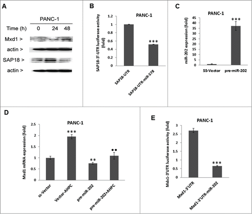 Figure 2. Overexpression of pre-miR-202 blocked the expression of its target protein Mxd1 mRNA and decreased Mxd1-3′-UTR activity. (A, B) Exposure of PANC-1 cells to 3-Cl-AHPC increased Mxd1 and SAP18 proteins levels as demonstrated by Western blots analysis and miR-578 miRNA mimic decreased SAP18-3′-UTR luciferase activity in cells (C, D). Increased expression of pre-miR-202 expression vector and pre-miR-202 reduced expression of Mxd1 mRNA in pre-miR-202 stably transfected cells. (D) Over-expression of pre-miR-202 blocked 3-Cl-AHPC mediated mRNA expression of Mxd1. (E) miR-202 decreased Mxd1-3′-UTR activity in transiently transfected cells. Error bars represent the mean of 3 separate determinations ± the standard deviation (SD). *, ** and *** (<0 .05, <0 .01 and <0 .001) were significantly differences between control and treated samples and •• was significantly different between 3-Cl-AHPC treated vector and pre-miR-202 expressing cells using the t-Test.