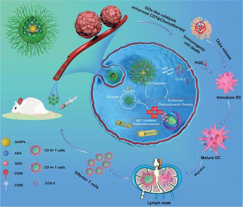 Figure 7 Schematic diagram of PEGylated Au@HMnMSNs ICD nanoinducers for eliciting potent antitumor immunotherapeutic efficacy. Reproduced with permission from: Sun K, Hu J, Meng X, et al. Reinforcing the Induction of Immunogenic Cell Death Via Artificial Engineered Cascade Bioreactor-Enhanced Chemo-Immunotherapy for Optimizing Cancer Immunotherapy. Small. 2021;17(37):e2101897. doi:10.1002/smll.202101897.Citation90 Copyright 2021, Wiley-VCH.