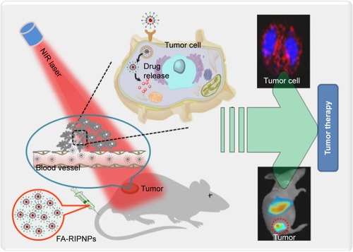 Scheme 1 Schematic representation of FA-RIPNPs as NIR nanoprobes.Note: Schematic representation of FA-RIPNP use for tumor-targeted imaging and drug delivery in vitro and in vivo.Abbreviations: NIR, near-infrared; FA, folic acid; RSV, resveratrol; ICG, indocyanine green; PLGA, poly(d,l-lactide-co-glycolide); NPs, nanoparticles; FA-RIPNPs, FA-RSV/ICG-PLGA-lipid NPs.