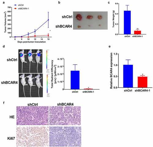 Figure 3. Knockdown of BCAR4 suppressed tumor growth and metastasis in vivo. BCAR4 knockdown EC109 cells or control cells were subcutaneously injected into nude mice to form solid tumors (n = 3 for each group). (a) Tumor volumes and (b) tumor photographs were obtained, and (c) tumor weights were measured in shBCAR4 and shCtrl groups. *p < 0.05, **p < 0.01, compared with the shCtrl group. (d) On the last day of analysis, the representative images of in vivo luciferase-labeled cells imaging were photo and the total radiant efficiency of tumor were analyzed. *p < 0.05, compared with the shCtrl group. (e) Levels of BCAR4 in tumor tissues dissected from nude mice treated with shBCAR4 or shCtrl were detected using RT-qPCR. *p < 0.05, compared with the shCtrl group. (f) HE staining was used to observe histomorphology in tumor tissues of mice treated with BCAR4 knockdown EC109 cells or control vector cells. Immunohistochemical staining of Ki67 in tumor tissues dissected from nude mice treated with BCAR4 knockdown EC109 cells or control vector cells