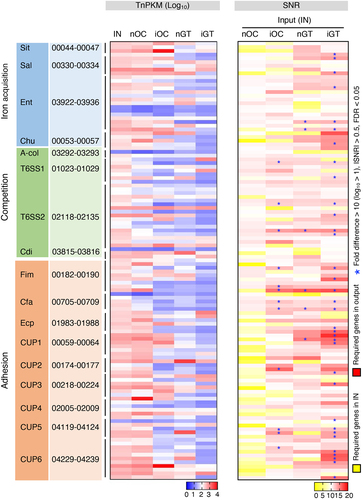 Figure 4. Virulence genes required by K. aerogenes SK431 for colonization in differential mucosal sites. The relative tn abundance (log10TnPKM, left) and signal-to-noise (input to output) ratio (SNR, right) of virulence gene mutants of indicated groups are depicted in heatmaps. The gene IDs of each operon are listed. T6SS1 and T6SS2 represent two core operons of T6SS. [Left; TnPKM]: higher gene abundance is indicated in red, while lower abundance is shown in blue. [Right; SNR]: genes required in input (IN) condition are indicated in yellow. Genes required in output conditions are shown in red. *, genes with significant differences (fold differences > 10, |SNR| > 0.5, FDR < 0.05, p < 0.05).